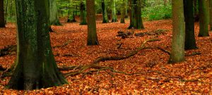 trees surrounded by orange leaves on the ground, experiencing naturally occurring organic tree fertilization