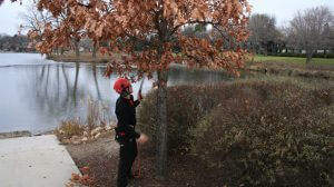 A Vineland arborist prunes a young tree, which is a proactive way to ensure a young tree is healthy