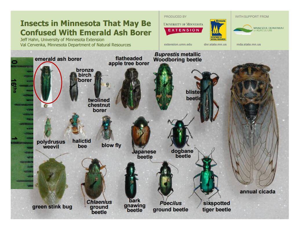 infographic of the emerald as borer
