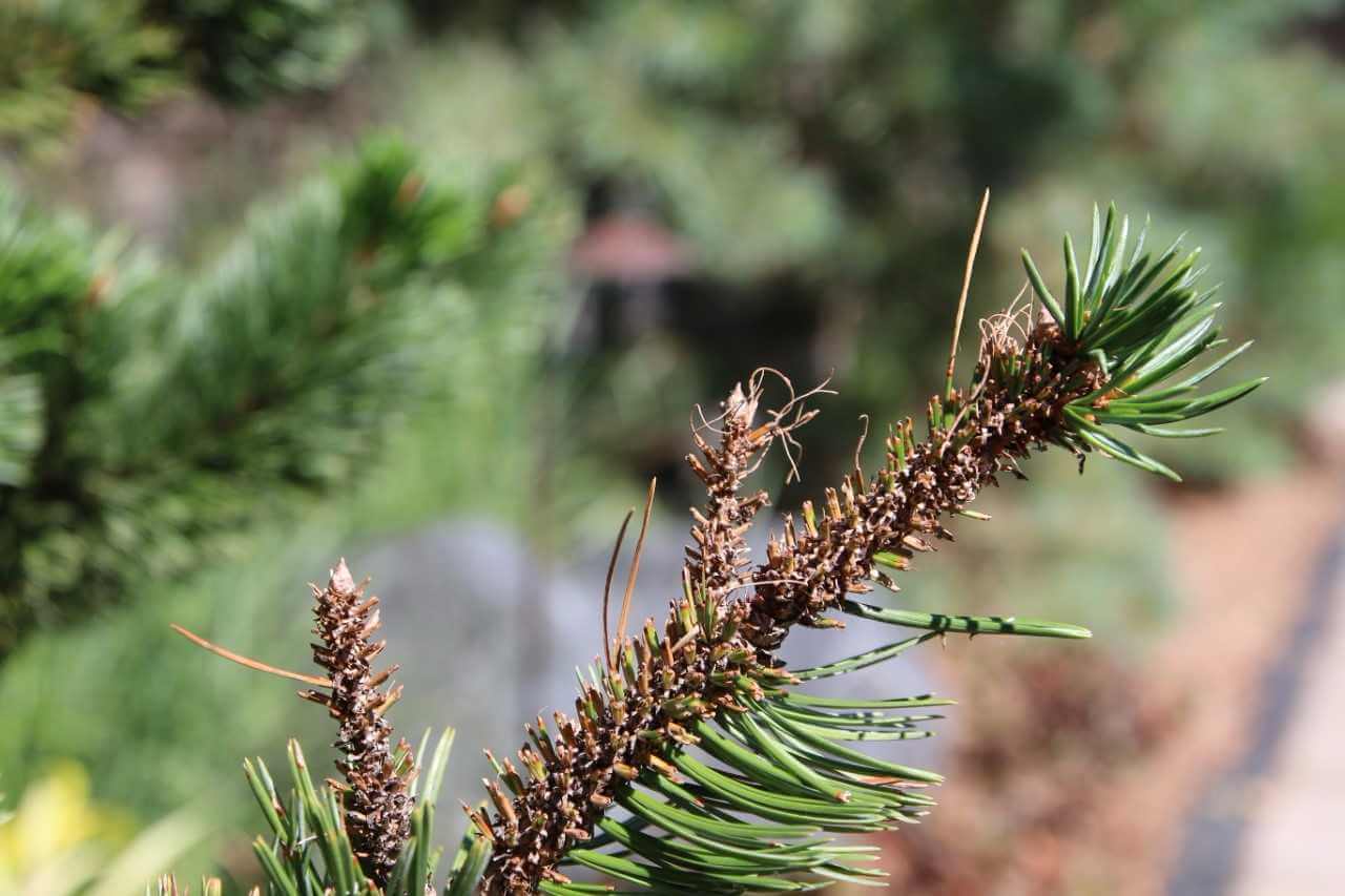 bristle pine cone