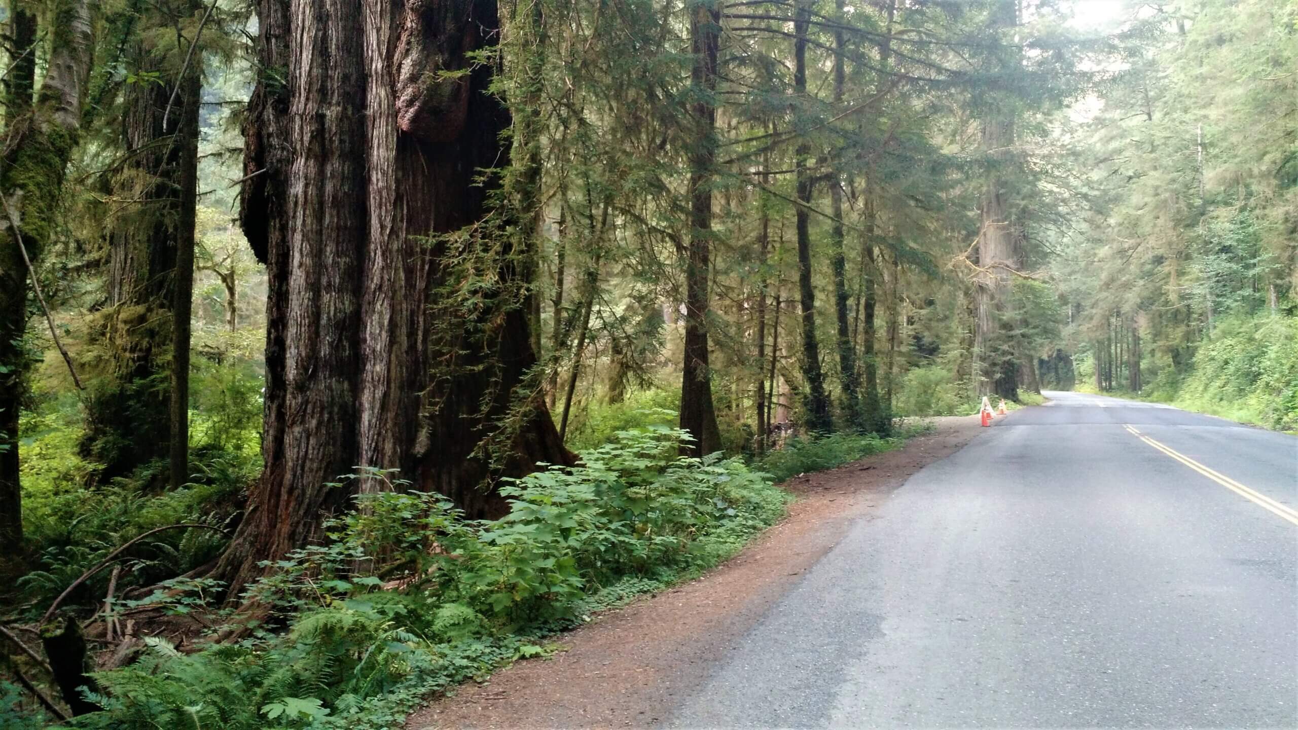 large trees on roadside
