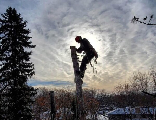 Arborist safely dismantling tree with little equipment access