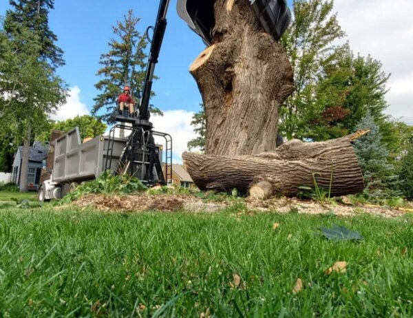 crane lifting tree straight out of ground to avoid damage to turf
