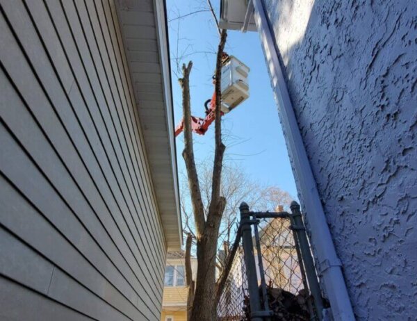 Small tree removal in tight space between houses