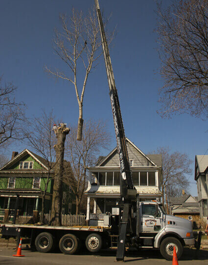 crane removing tree top in residential area