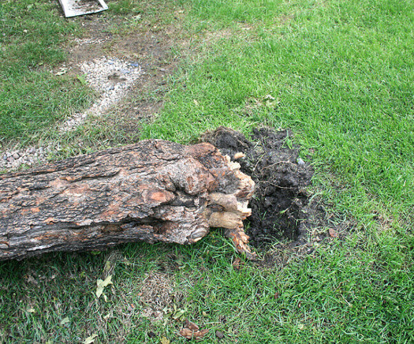 unhealthy tree roots laying on grass