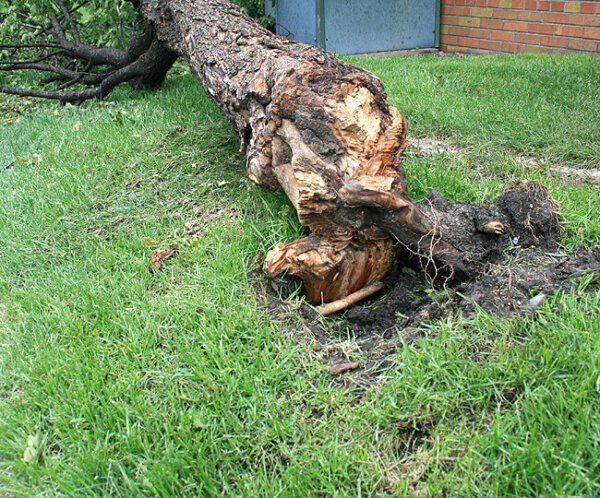 tree laying on ground beside building with unhealthy roots