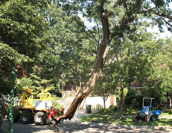 vineland team removing fallen trees after storm