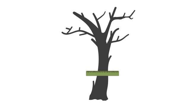 tree trunk caliper graphic