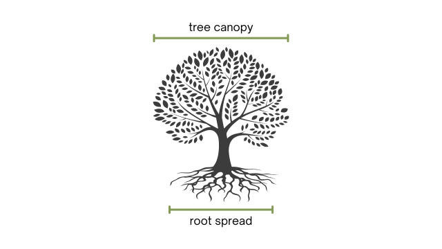 tree canopy and root spread graphic