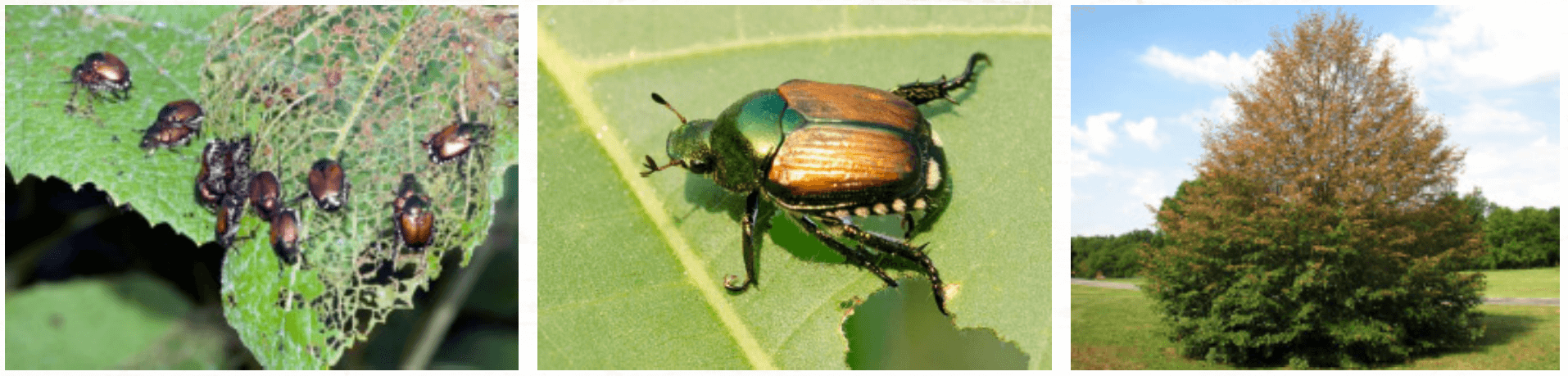 Japanese Beetles