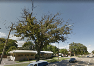 A boulevard bur oak in Saint Paul at 45 Snelling Ave N, showing signs of two-lined chestnut borer damage in September 2015. St. Paul Forestry treated and pruned this tree after this photo was taken. Google StreetView has a photographic record of this tree from today back to 2007.