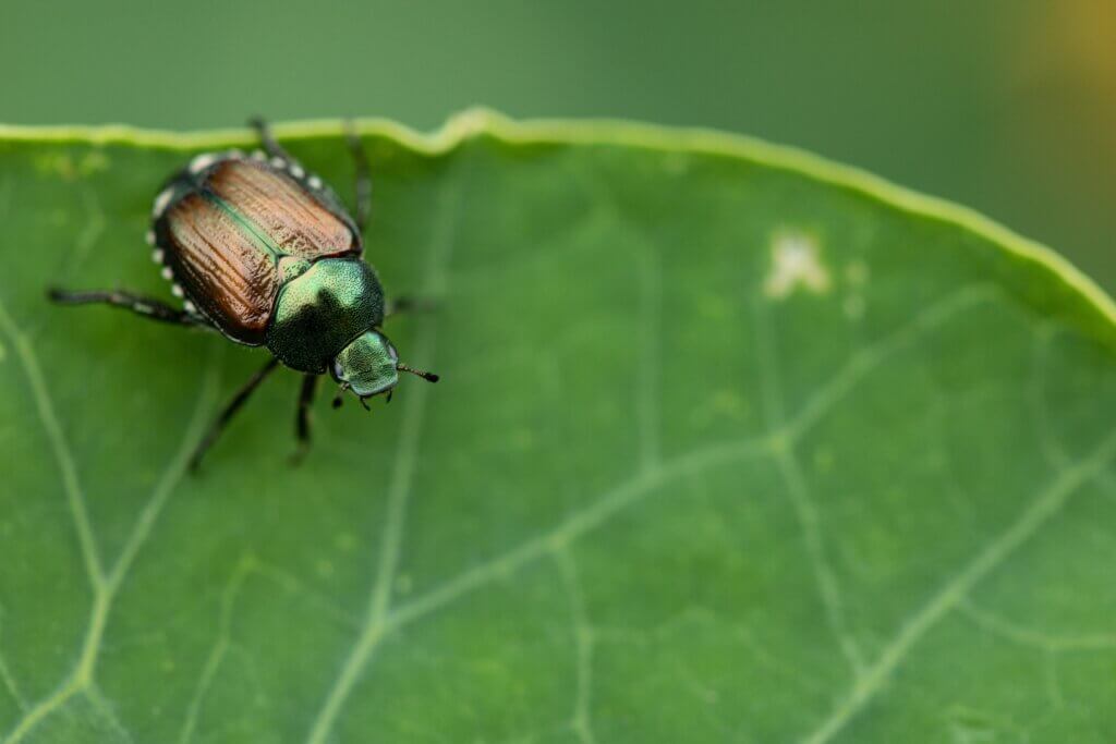 Close up of Japanese Beetle